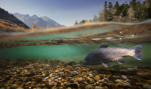 A recent designation of Southwest Colorado streams marks the largest community proposal for Outstanding Waters protections to be adopted in Colorado's history. (Adobe Stock)