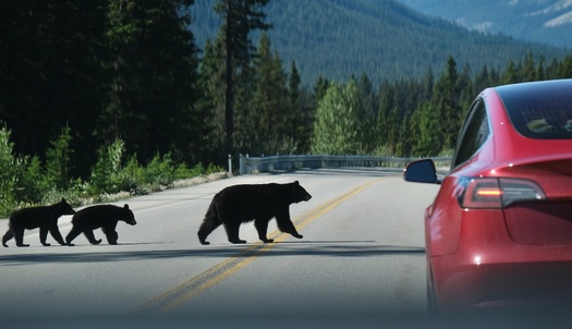 A new audio tour covers the Jackson area's main roads that area wildlife must cross, as well as Highways 191, 390, 22, Antelope Flats, and the routes to popular trailheads such as Old Pass Road, Cache Creek and Game Creek. (Adobe Stock)