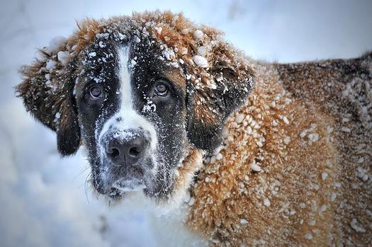 If you put faith in predictions by the Old Farmer's Almanac, expect record-breaking cold in the eastern half of the United States this winter and above-average snow totals. (Claudia/Pixabay)