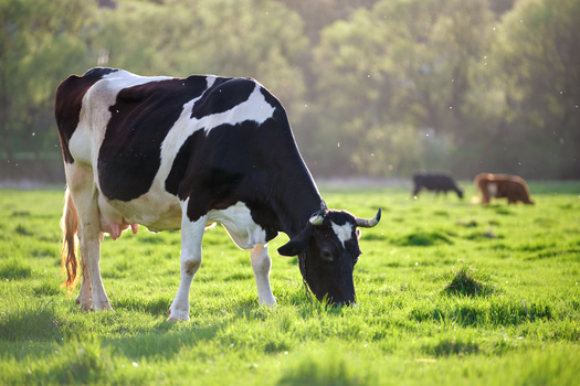 Supporters of managed grazing say grass-based farms and ranches are an important strategy for introducing new farmers and ranchers to livestock, because they're better for an operation's bottom line. (Adobe Stock)