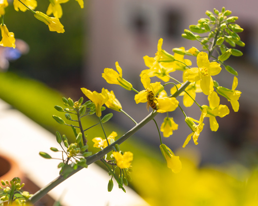 Pollinator protectors are working to reclaim unused urban spaces, hellstrips, small yards, balconies and alleyways for native flowering plants.  (Adobe Stock)