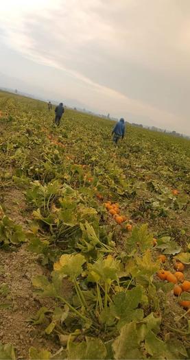 Wildfires near farms in Whatcom and Skagit counties have made work in the fields hazardous for workers. (Alfredo Juarez)