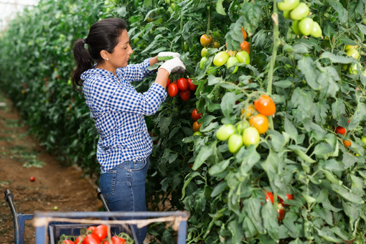 The Farm Labor Organizing Committee won a collective-bargaining deal covering workers on tomato farms in Ohio in 1983, after an eight-year campaign and boycott. (Adobe Stock)
