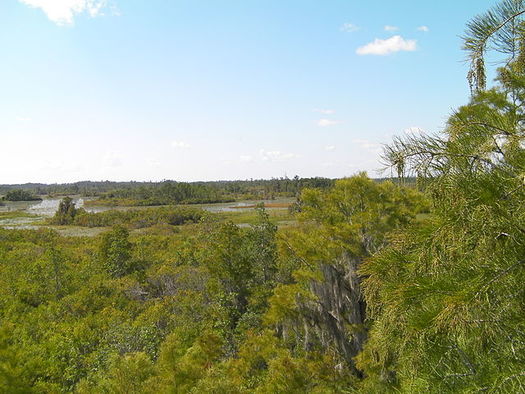 The Okefenokee National Wildlife Refuge is the headwaters of the Suwannee and St. Marys rivers. The swamp's wildlife, cypress forests and flooded prairies draw thousands of visitors each year. (Moultrie Creek/Wikimedia Commons)