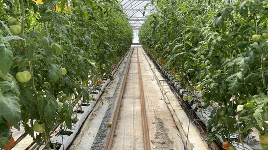 Greenhouse-grown hydroponic tomatoes use 90% less water than traditional tomato crops grown outdoors, according to the U.S. National Park Service. (Caleigh Wells)