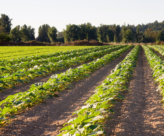 Agricultural producers of color own over 73 million acres of farmland and rent or lease more than 21 million acres of farmland, according to a 2022 report from the Congressional Research Service. (Adobe Stock)