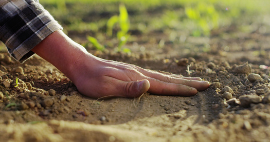 Agriculture experts say improving soil health on farmland is one of several components to reducing emissions from conventional farming. (Adobe Stock)