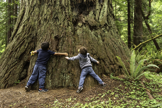 Elementary school students on a field trip marvel at the size of a redwood tree. (Victoria Reeder)