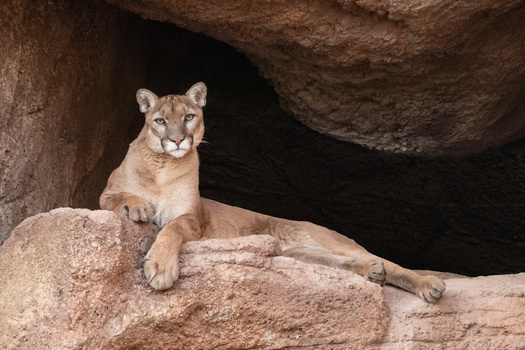 UCLA scientists tracking SoCal mountain lions found that 93% have abnormal sperm rates and others have deformed tails and testicular defects, signs of inbreeding. (Christian/Adobe Stock) 