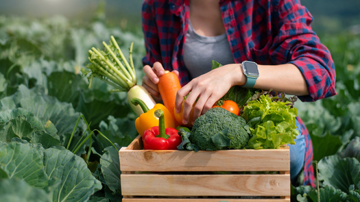 Nuestras Races manages nine urban community gardens in Holyoke, plus four for the Holyoke Education System, supporting over 100 families with locally grown, fresh food. (Adobe Stock)