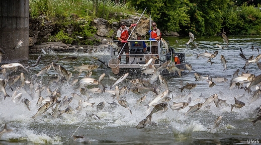 Asian carp are known for their jumping ability, and officials are concerned that if their numbers are allowed to grow, they could devastate the entire Great Lakes ecology. (National Wildlife Federation)