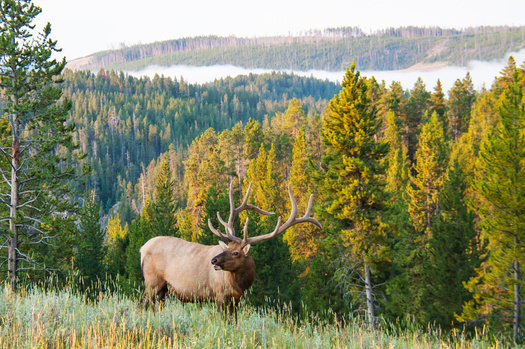 A 1990s meeting on elk management in Montana helped create an incentive program for landowners that still exists today. (DJ_38/Adobe Stock)