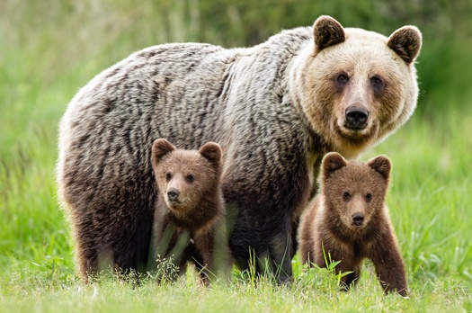 Bear Wise Wyoming offers a one-stop shop for everything a person can do in bear country to reduce conflict potential and also what to do in different types of bear encounters. (Adobe Stock)