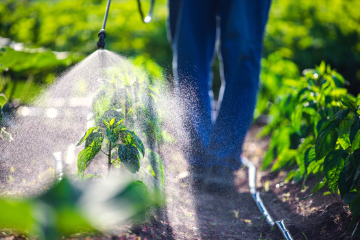 Researchers say long-term exposure to pesticides can result in a range of chronic health issues, including cancer. (Adobe Stock)