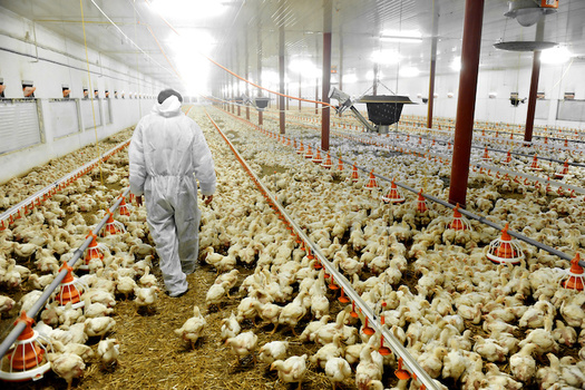 According to the U.S. Department of Agriculture, nationwide production value of broiler chickens, eggs, and turkeys in 2020 was $35.5 billion, down 11% from 2019. (Adobe Stock)