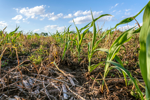No-till farming is considered one of several conservation practices in agriculture. (Adobe Stock)