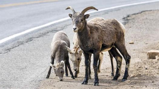 Land-use trends in the West, particularly in rural areas, almost invariably result in habitat loss and fragment historic migration routes. (PewTrusts)