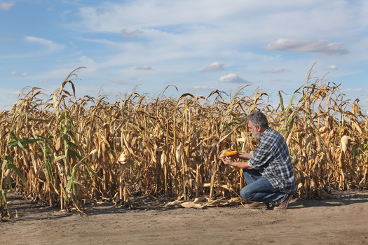 The fall harvest is taking shape for Minnesota farmers, but some might not see a successful yield due to lingering dry conditions. (Adobe Stock)