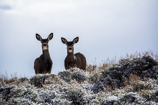 Climate change is altering the growth patterns and abundance of forage at key locations along wildlife migration corridors and times of year. (Jessi Johnson)