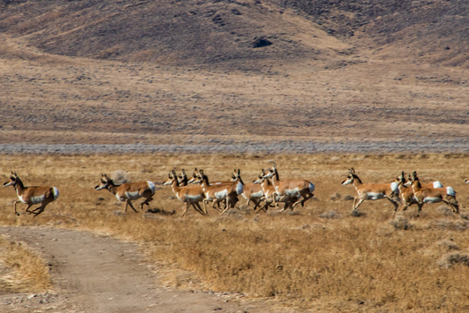 Pronghorn make their way across the desert toward the mountains of Northern Nevada. (Cynthia/Adobestock)