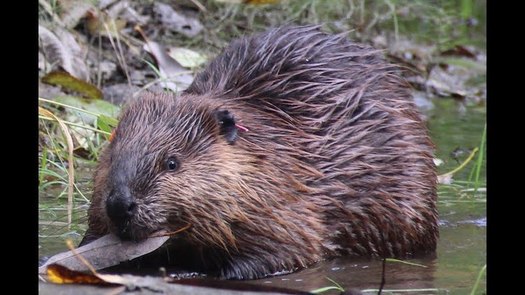 A collaborative team in Taos is slated to solve a daunting challenge created this spring when a local beaver population built a dam across the river at the city's park. (TaosLandTrust)