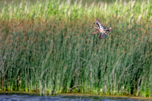 Medicine Lake National Wildlife Refuge, located in northeastern Montana, was established in 1935. (Danita Delimont/Adobe Stock)