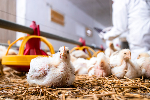 More than 5,700 farms produce poultry and eggs in North Carolina, according to the North Carolina Poultry Federation. (Adobe Stock)