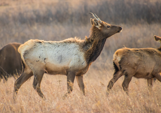 One million acres of grasslands, considered to be some of the most threatened ecosystems on Earth, are lost each year to agricultural and residential development in the United States. (Adobe Stock)