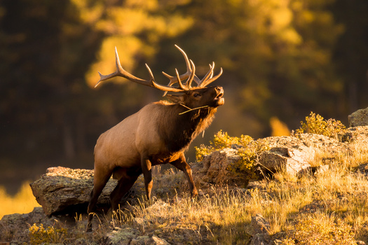 For two years, Shodair Children's Hospital worked with Montana Fish, Wildlife and Parks, and the Rocky Mountain Elk Foundation, to accomplish a land purchase. The proceeds will help Shodair fund construction of a new children's hospital. (Adobe Stock)