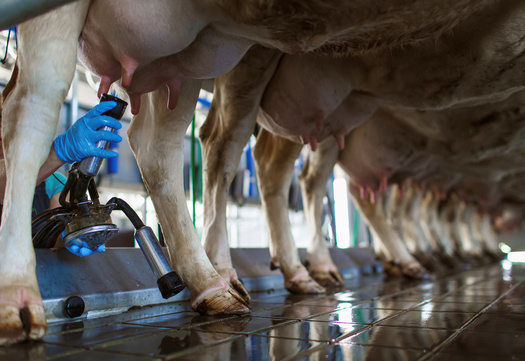 Nebraska is home to many industrial-scale operations, where livestock live in densely populated, confined quarters. (Adobe Stock)