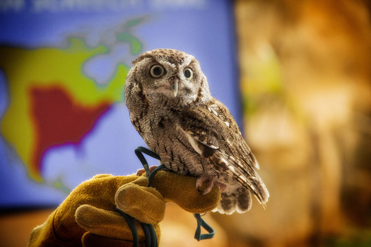 In 2021, volunteers drove or flew 42 injured raptors 9,583 miles and donated more than 165 hours of their personal time to help wild birds rehabilitate. (Adobe Stock)