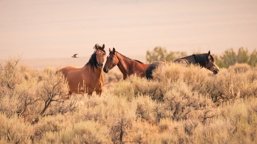 According to the latest data from the Bureau of Land Management, the majority of wild horses in the U.S. are found in Nevada, followed by California and Wyoming. (Adobe Stock) 