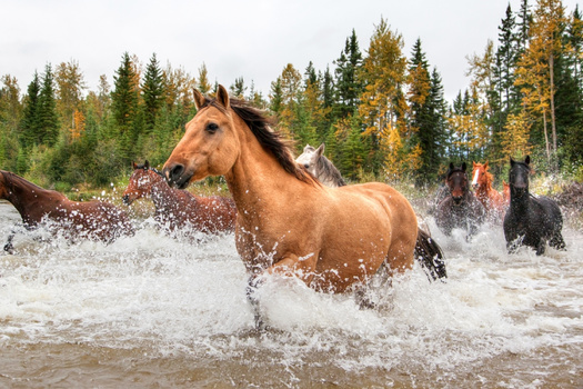 According to the U.S. Forest Service, any horse present on the National Forest that doesn't fall under the definition of a wild horse under the Wild Free-Roaming Horse and Burros Act of 1971 is not authorized, and is considered feral. (Adobe Sock) 