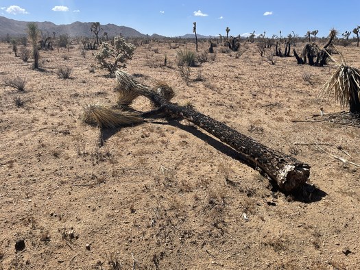 Warmer, dryer weather conditions have helped create larger wildfires that have killed millions of Joshua trees. (Caleigh Wells)