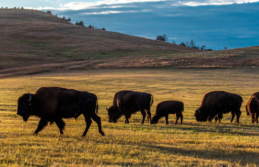 As buffalo herds graze, they inspire new vegetative growth across vast tracts of lands in a natural process that mimics the onset of spring. (Adobe Stock)