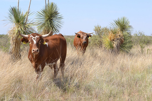 After years of drought, scientists at the Jornada Experimental Range in Southern New Mexico are researching the viability of Raramuri Criollo cattle as a food source because they have less environmental impact. (USDA) 