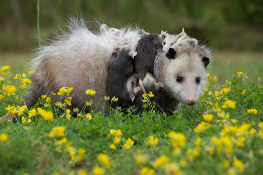 The opossums of North America have a short lifespan - only about a year and a half. (cherwoman730/Adobe Stock)