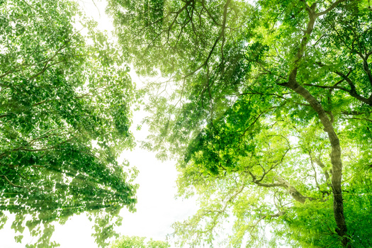 In a new Minnesota survey, 64% of respondents said the state should focus on preserving and conserving grasslands, forests and wetlands. (Adobe Stock)
