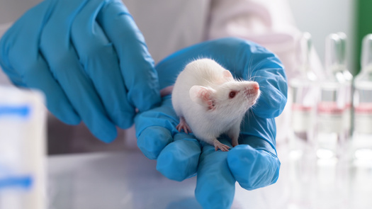 While some animals, such as rodents, are not protected by the Animal Welfare Act when it comes to research, others are, including primates. (Adobe Stock)