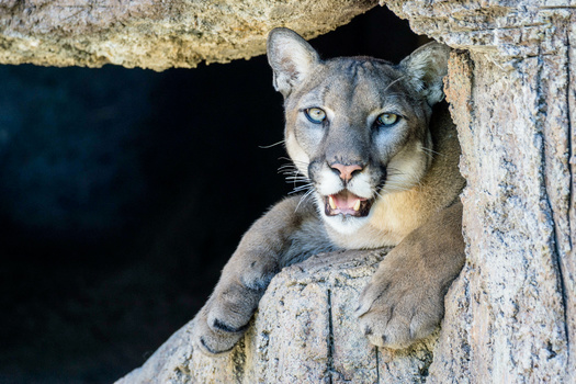 According to the Bureau of Land Management, the new policy is expected to increase financial costs for state BLM offices as habitat connectivity is assessed. (Adobe Stock) 
