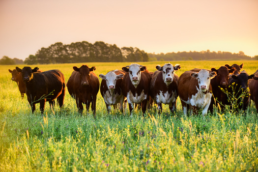 According to the U.S. Department of Agriculture, overall cattle inventory is down 2% in the United States. (Adobe Stock)