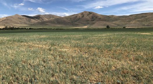 The Silver Creek Preserve is located about 30 miles south of Ketchum, Ida. (Neil Crescenti/The Nature Conservancy)