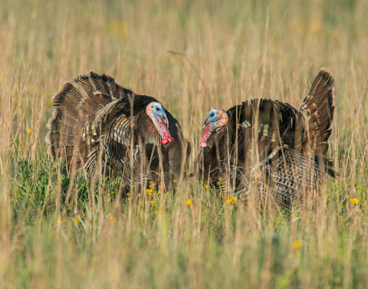 Wild turkeys are among the many Nebraska species that would benefit from Recovering America's Wildlife Act funds. (Adobe Stock)