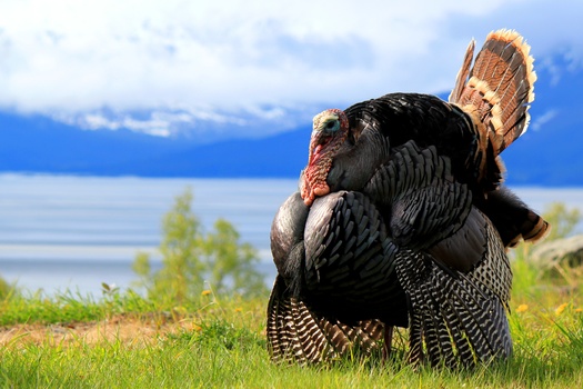 New Hampshire Fish and Game officials says wild turkeys travel across four to five square miles during the year, although during the winter and nesting season, they often restrict their movements to within their restored habitats of 100-200 acres. (Adobe Stock)