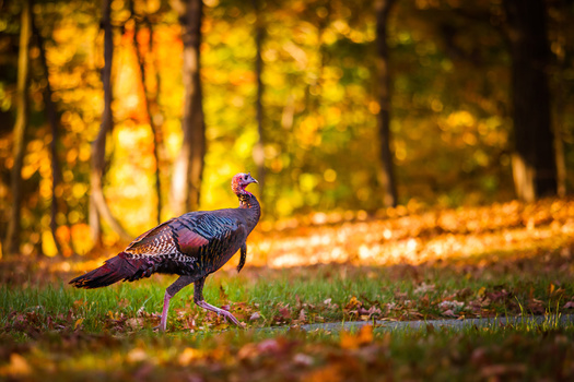 Indiana has maintained an average of four wild turkeys per square mile in recent years. (Adobe Stock)