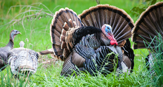 Wild turkeys in Missouri are the eastern subspecies, one of five subspecies in North America. (Alison Toon/Adobe Stock)