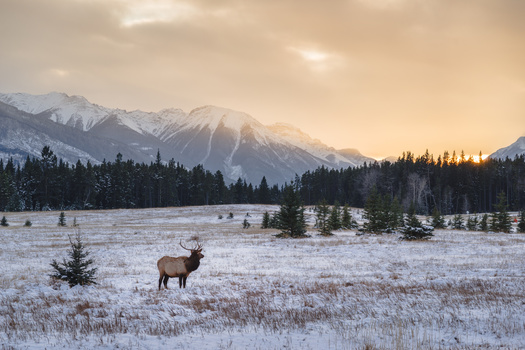 Biologists say there is ample natural winter range for Wyoming's elk populations without continued use of controversial winter feedgrounds. (Adobe Stock)