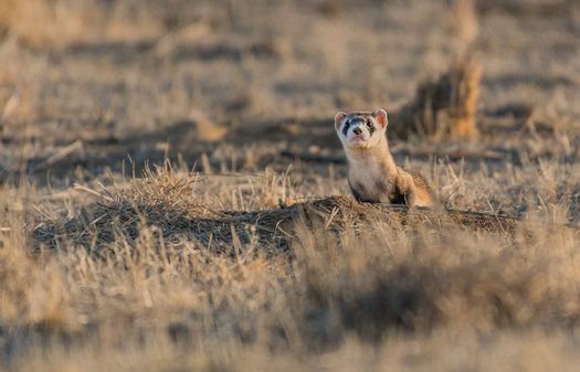 There are only 350 black-footed ferrets remaining in the wild, according to a conservation group working with governments, nonprofits and private landowners to maintain and expand recovery sites for the animal. (Adobe Stock)