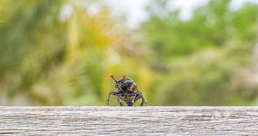 According to the Center for Biological Diversity, only about 500 adult American Burying Beetles remain in South Dakota. (Adobe Stock)