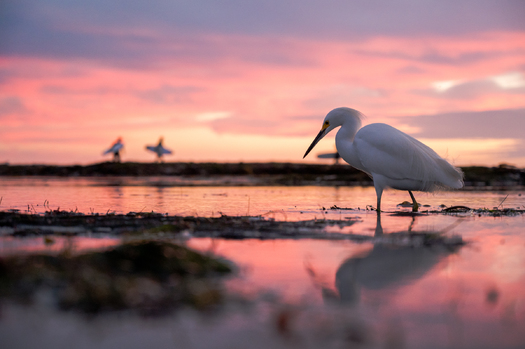 A snowy egret hunts for food in its coastal habitat in Santa Cruz. (Carter Kremer/Audubon Photography Awards)